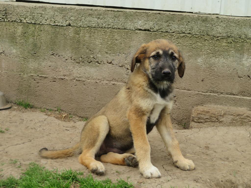 BOYD (ex ALGER) - chiot mâle, de taille moyenne à l'âge adulte - né environ en fin janvier 2021 - en FA chez LILI (Roumanie) - Adopté par Justine (Belgique)  Alger_23