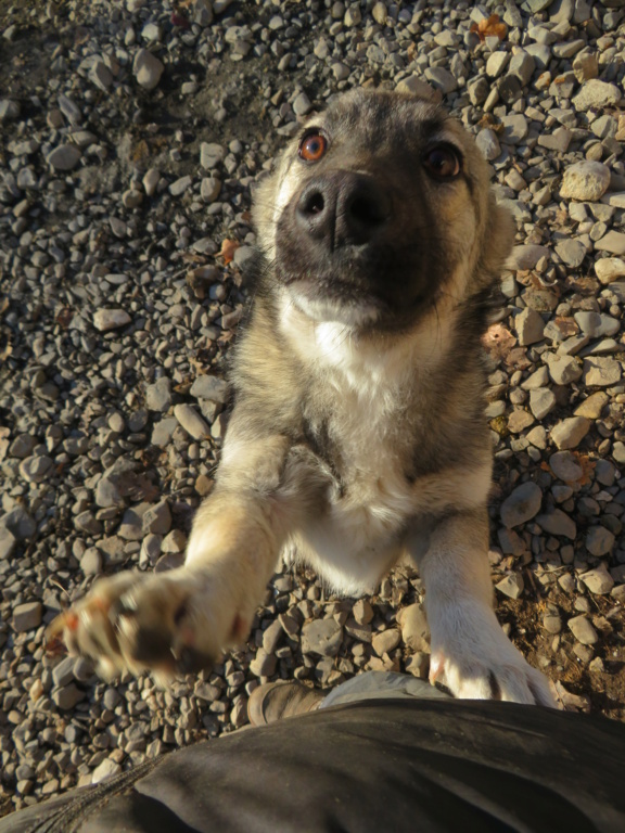 ALVIN - chiot mâle, de taille petite à moyenne à l'âge adulte - né environ en mars 2021 - REMEMBER ME LAND - Adopté par Dimitri (Belgique)  Alvin_15