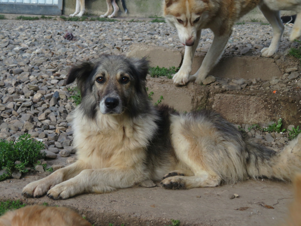 SULLY (ex AMADEUS) - mâle, de taille moyenne - né environ en juillet 2016 - REMEMBER ME LAND - Adopté par Rossana (Suisse)  Amadeu18