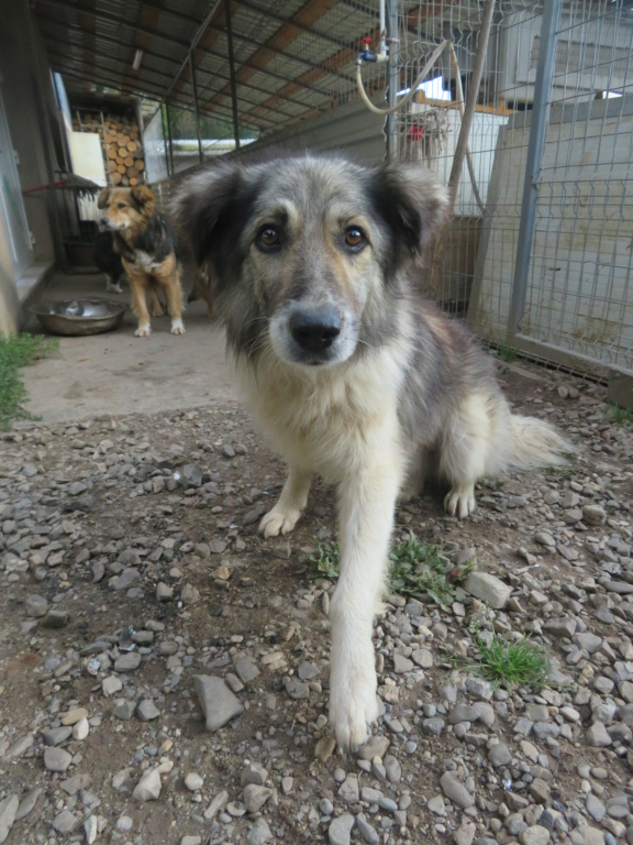 SULLY (ex AMADEUS) - mâle, de taille moyenne - né environ en juillet 2016 - REMEMBER ME LAND - Adopté par Rossana (Suisse)  Amadeu21