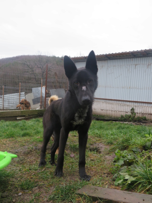 NYX (ex ANDREW) - mâle, de taille moyenne, né environ en novembre 2019 - REMEMBER ME LAND - Adopté par Gabrielle (57) Andrew11