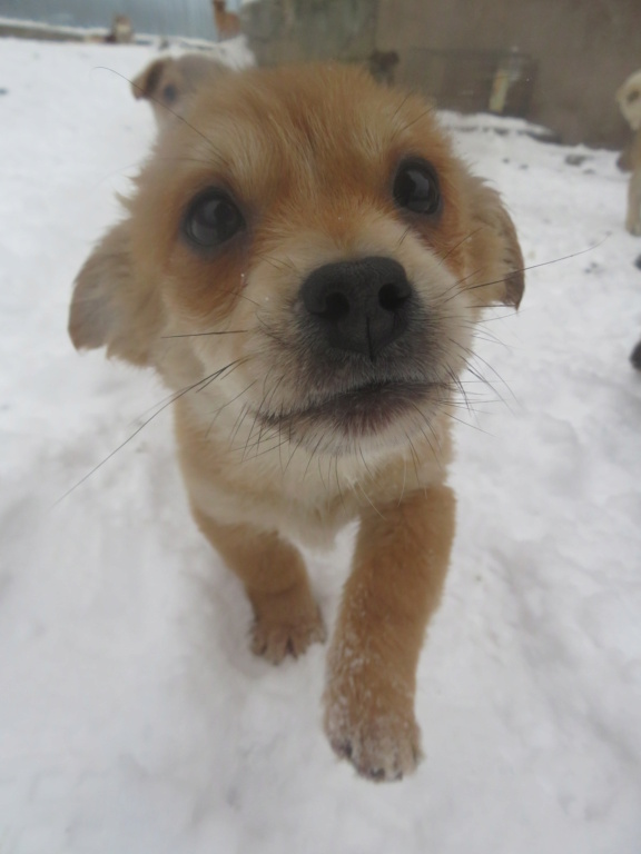 ROGERS (ex ANGELOT) - chiot mâle, de petite taille à l'âge adulte - né environ en septembre 2021 - REMEMBER ME LAND - Adopté par Manon (83)  Angelo24