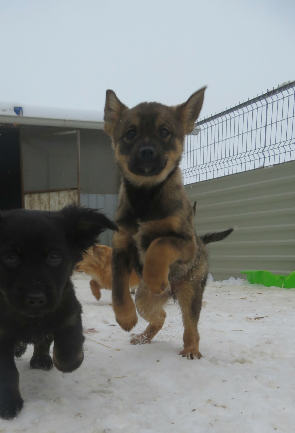 MARCOS (ex ANIBAL) - chiot mâle, de taille moyenne à l'âge adulte - né environ en septembre 2021 - REMEMBER ME LAND - Adopté par Stephen (74)  Anibal13