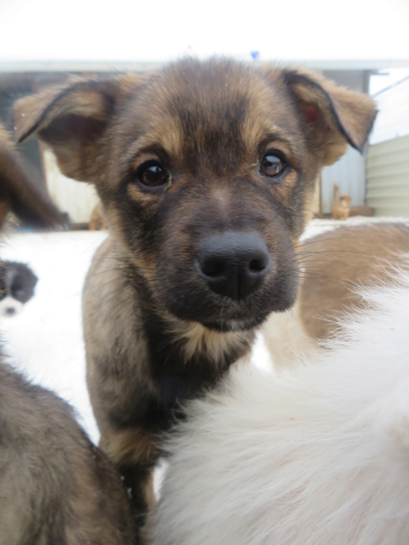 MARCOS (ex ANIBAL) - chiot mâle, de taille moyenne à l'âge adulte - né environ en septembre 2021 - REMEMBER ME LAND - Adopté par Stephen (74)  Anibal20