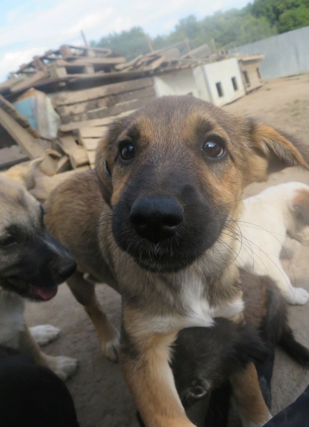 ANKA - chiot femelle , de taille moyenne à l'âge adulte - née environ en mai 2021 - REMEMBER ME LAND - Adoptée par Annick (85)  Anka_210