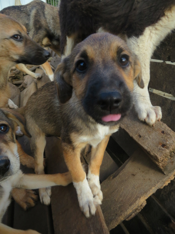 ANKA - chiot femelle , de taille moyenne à l'âge adulte - née environ en mai 2021 - REMEMBER ME LAND - Adoptée par Annick (85)  Anka_910