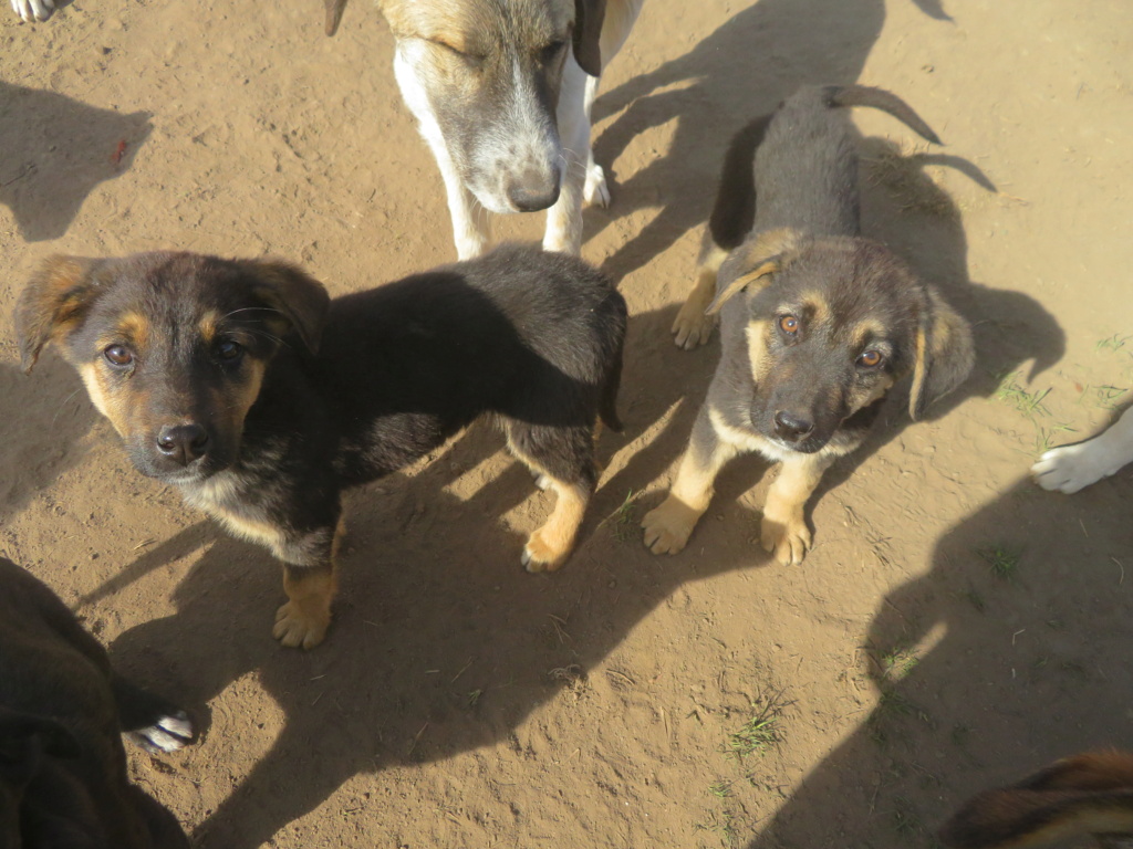 APHRODITE - chiot femelle, typée berger allemand, de taille moyenne à grande à l'âge adulte - née environ en juin 2021 - REMEMBER ME LAND - ADOPTEE EN ROUMANIE Aphrod10