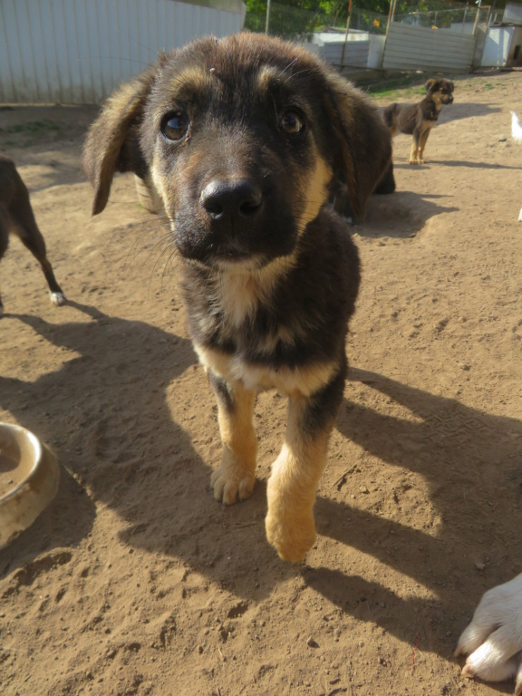 APHRODITE - chiot femelle, typée berger allemand, de taille moyenne à grande à l'âge adulte - née environ en juin 2021 - REMEMBER ME LAND - ADOPTEE EN ROUMANIE Aphrod20