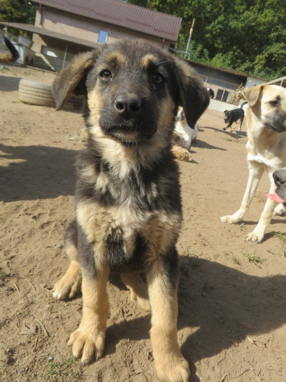 APHRODITE - chiot femelle, typée berger allemand, de taille moyenne à grande à l'âge adulte - née environ en juin 2021 - REMEMBER ME LAND - ADOPTEE EN ROUMANIE Aphrod24