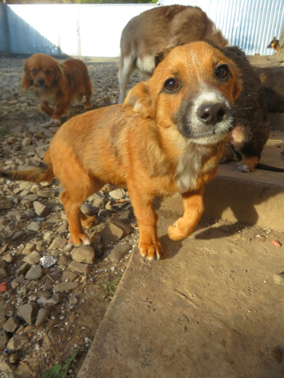 APOLLON - chiot mâle, de taille petite à moyenne à l'âge adulte - né environ en juin 2021 - REMEMBER ME LAND - Adopté par Mireille (66)  Apollo42