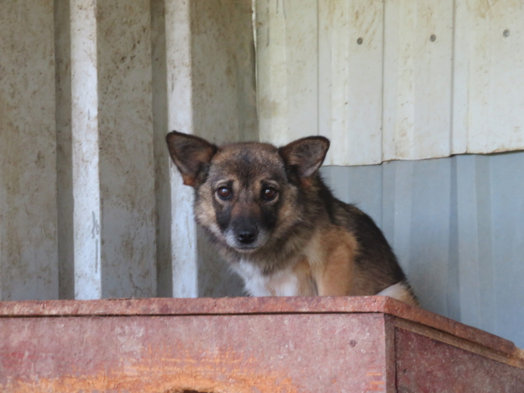 IVY (ex ARCADIA) - + de 3 ans de box !! femelle croisée de taille petite à moyenne adulte, née mai 2017 - REMEMBER ME LAND - Adoptée par Laurine (55)  - Page 4 Arcadi14