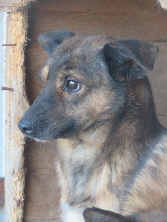 MISTY (ex ARCADY) - !! + de 4 ANS DE BOX !! femelle croisée de taille petite à moyenne, née mai 2017 - (PASCANI) - REMEMBER ME LAND - Adoptée par Laurine (55) - Page 2 Arcady14