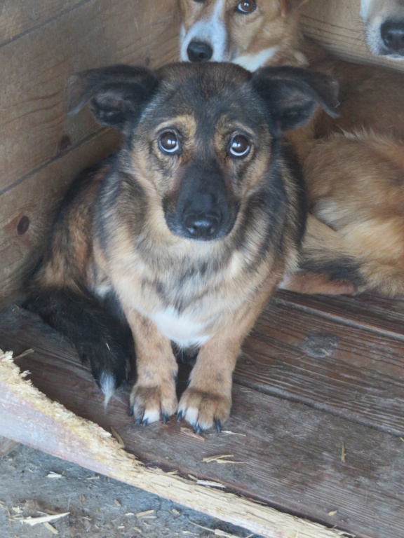 MISTY (ex ARCADY) - !! + de 4 ANS DE BOX !! femelle croisée de taille petite à moyenne, née mai 2017 - (PASCANI) - REMEMBER ME LAND - Adoptée par Laurine (55) - Page 2 Arcady15