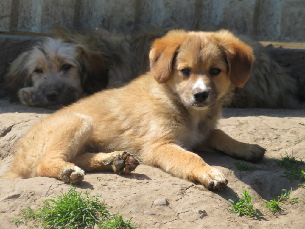 FLUFFY (ex ARCHIMBAUD) - chiot mâle, de taille petite à moyenne à l'âge adulte - né environ en début février 2021 - en FA chez Lili (Roumanie) - Adopté par Elodie (84)  Archim16