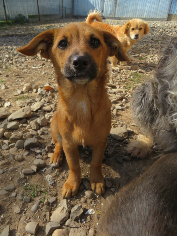 ANDA (ex ARTEMIS) - chiot femelle, de taille moyenne à l'âge adulte - née environ en juin 2021 - REMEMBER ME LAND - Adoptée par Thierry (66)  Artemi11