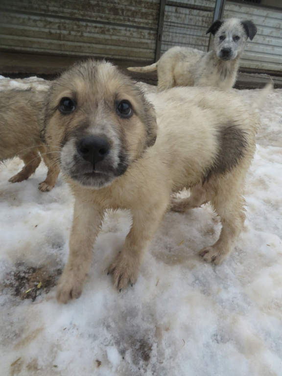 SNOW (ex ARTEON) - chiot mâle, de taille petite à moyenne à l'âge adulte - né environ en mi-octobre 2020 - REMEMBER ME LAND - Adopté par Terry et Thibaud (63) Arteon14