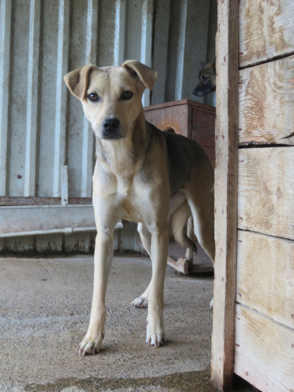 AUGUSTINE !! plus de 4 ans de box !! femelle, croisée, de taille moyenne, née environ en juillet 2019 - REMEMBER ME LAND August12