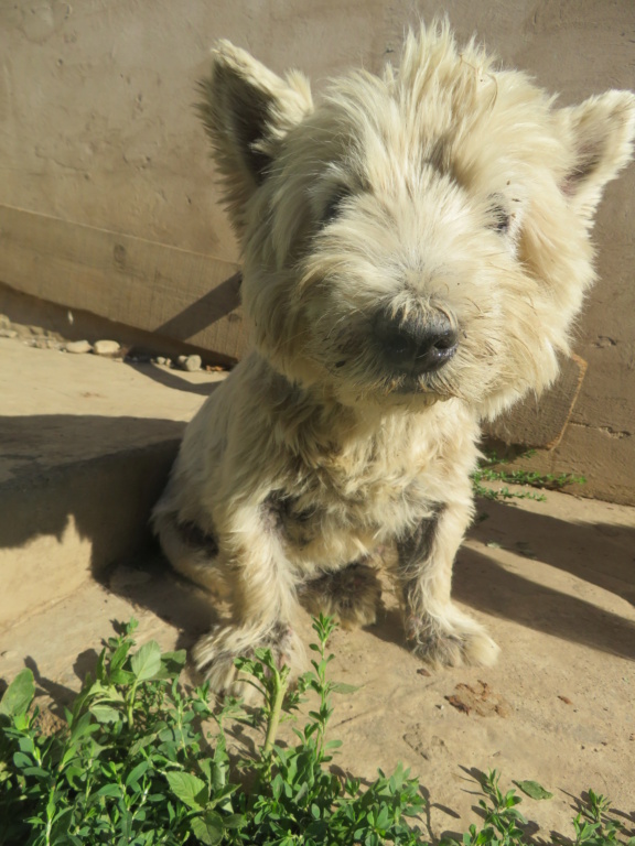 BASCO (VON WINSBERG) - mâle westie , de petite taille - né environ en janvier 2014 - REMEMBER ME LAND - Adopté par Brigitte (67)  Basco_21