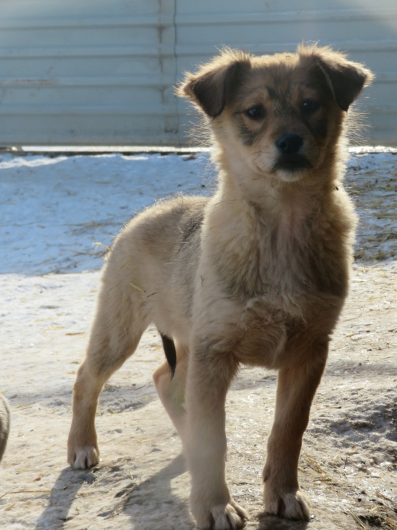 ORSO (ex BEAR) - chiot mâle, de taille moyenne à grande à l'âge adulte - né environ en août 2020 - REMEMBER ME LAND - Adopté par Guillaume et Élise (74) Bear_710