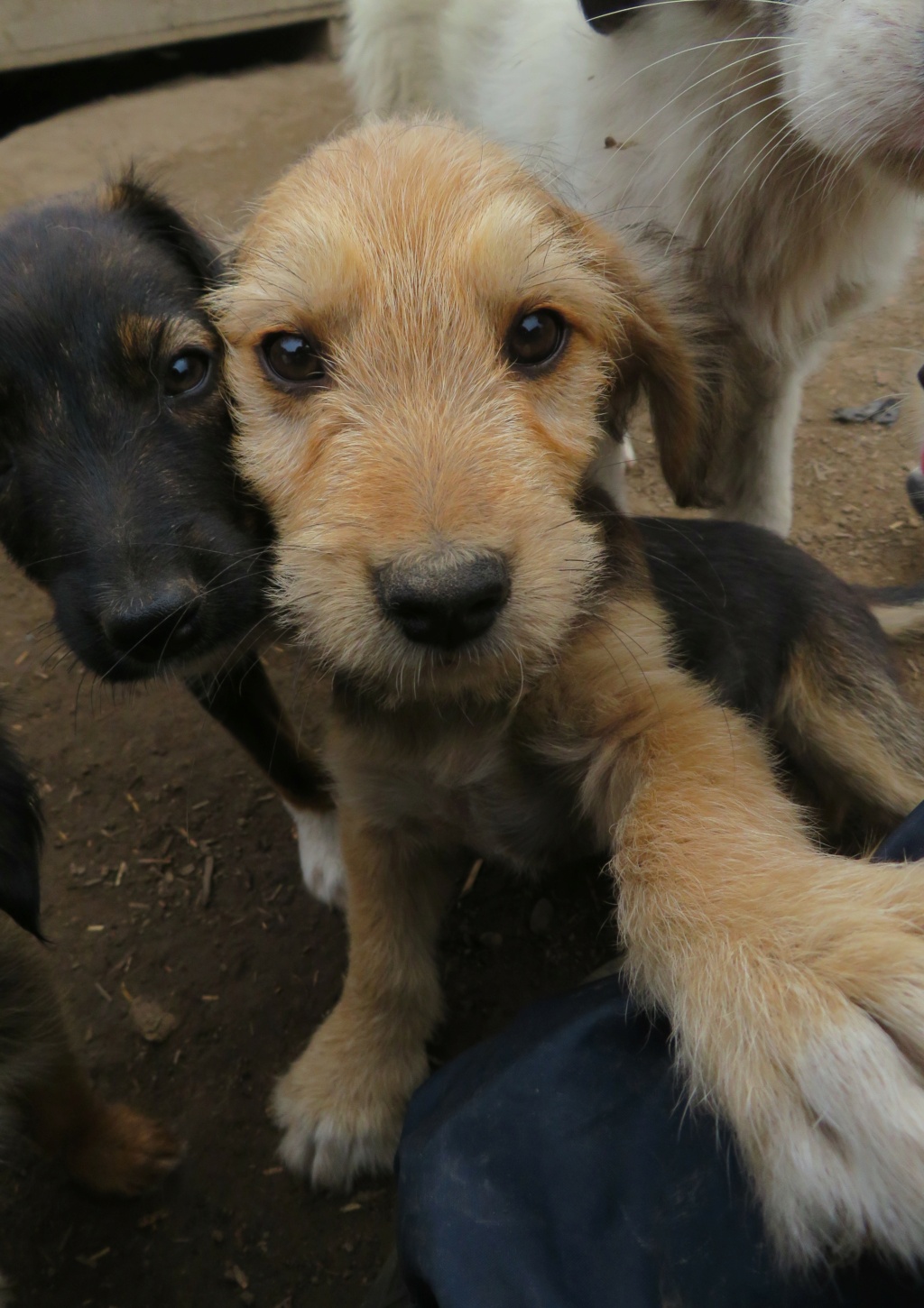 BUZZ (ex BENTLEY) - chiot mâle, de taille petite à moyenne à l'âge adulte - né environ en avril 2021 - REMEMBER ME LAND - Adopté par Nicolas et Loïc (75)  Bentle13