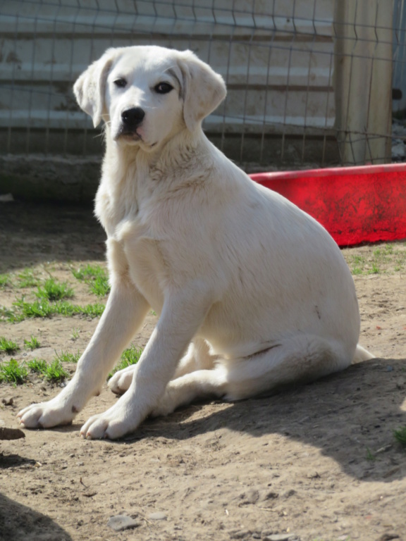 LUNA (ex BIONA) - femelle, de taille moyenne - (Targu Neamt) - née environ en octobre 2020 - REMEMBER ME LAND - Adoptée par Monica (5540 - Belgique) Biona_28