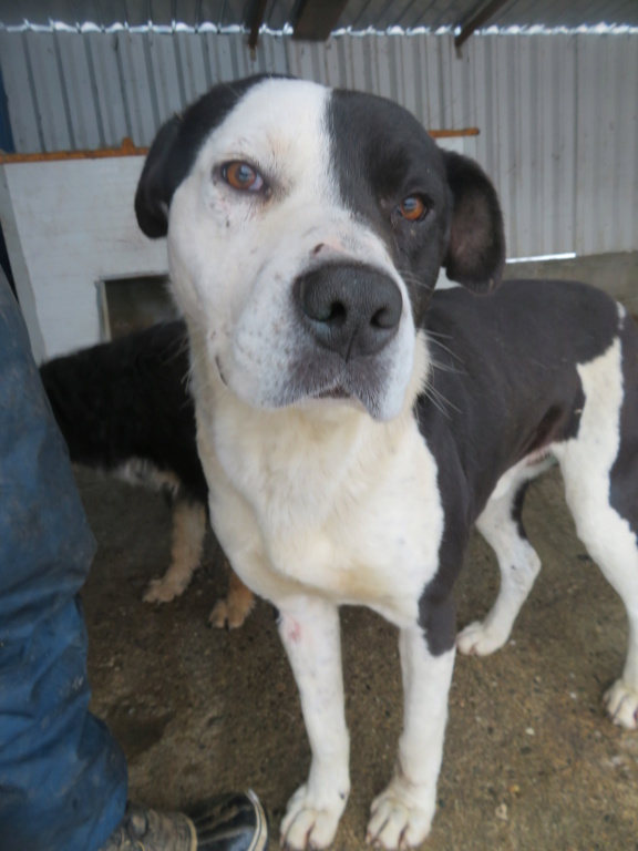 MARCUS DROGO (ex BLACKANDWHITE) - mâle, de taille moyenne - né environ en mars 2019 - REMEMBER ME LAND - Adopté par Lisa (67)  Blacka13