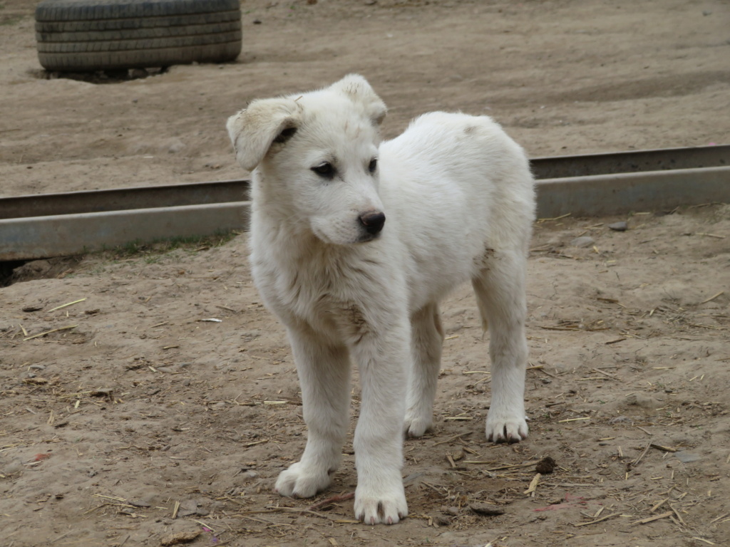 BLANCA - chiot femelle, de taille moyenne à l'âge adulte - née environ en janvier 2021 - REMEMBER ME LAND - Adoptée par Marie (22) Blanca14