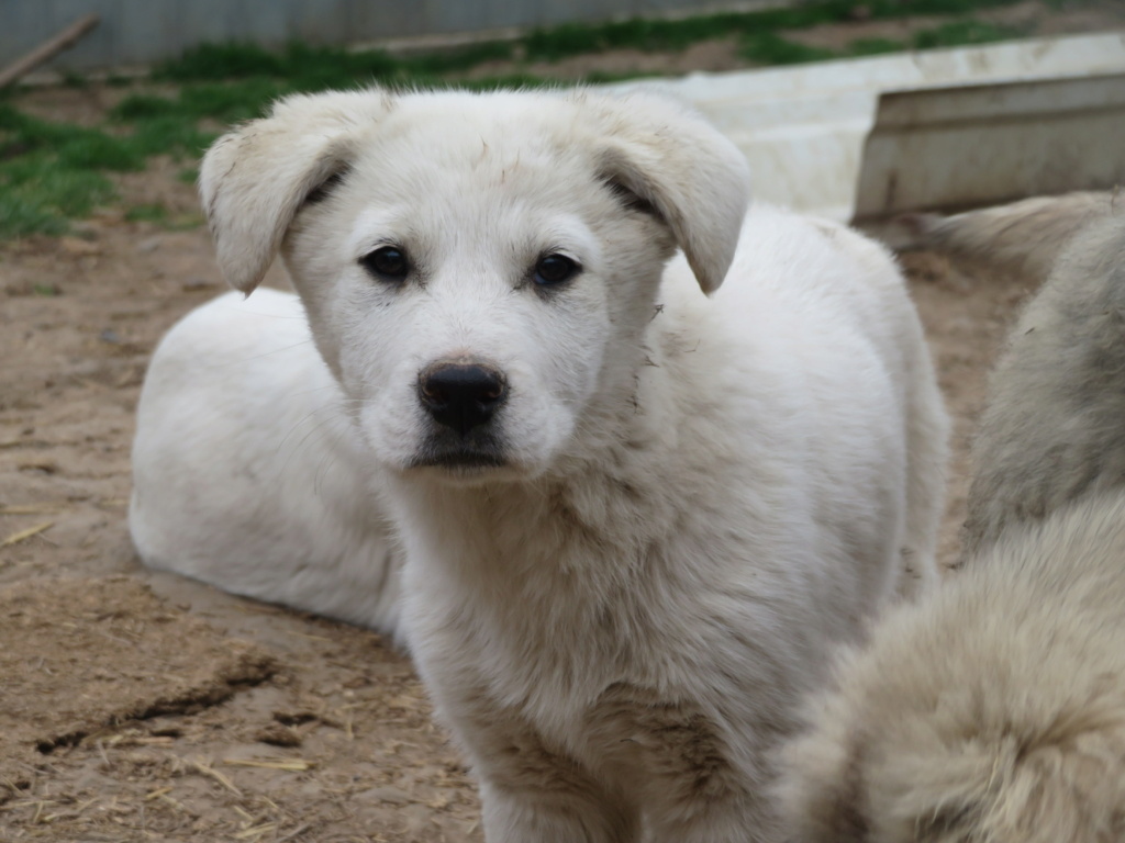 BLANCA - chiot femelle, de taille moyenne à l'âge adulte - née environ en janvier 2021 - REMEMBER ME LAND - Adoptée par Marie (22) Blanca19