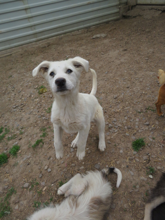 BLANCA - chiot femelle, de taille moyenne à l'âge adulte - née environ en janvier 2021 - REMEMBER ME LAND - Adoptée par Marie (22) Blanca23