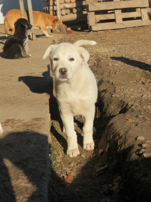 BOSPHORE - chiot mâle, de taille moyenne à l'âge adulte - né environ en début juin 2020 - Adopté par Marion et Julien (76) Bospho13