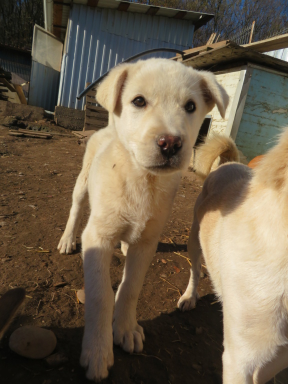 BOSPHORE - chiot mâle, de taille moyenne à l'âge adulte - né environ en début juin 2020 - Adopté par Marion et Julien (76) Bospho17