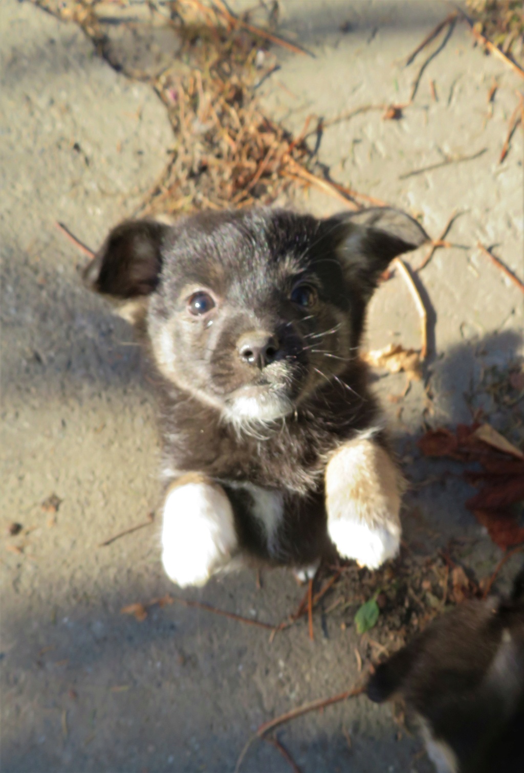 SMARTIES (ex BOULET) - chiot mâle, de petite taille à l'âge adulte - né environ en août 2021 - en FA chez Emilie (Roumanie) - Adopté par Marina (83)  Boulet10