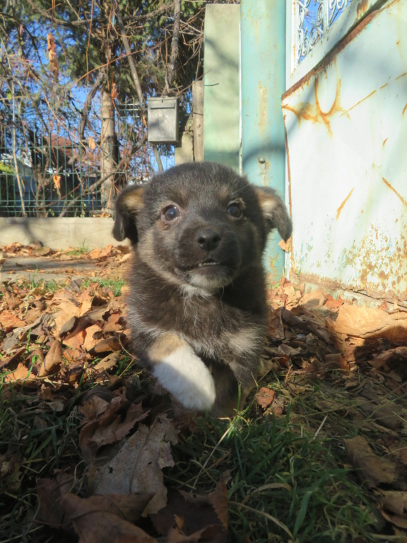 SMARTIES (ex BOULET) - chiot mâle, de petite taille à l'âge adulte - né environ en août 2021 - en FA chez Emilie (Roumanie) - Adopté par Marina (83)  Boulet13