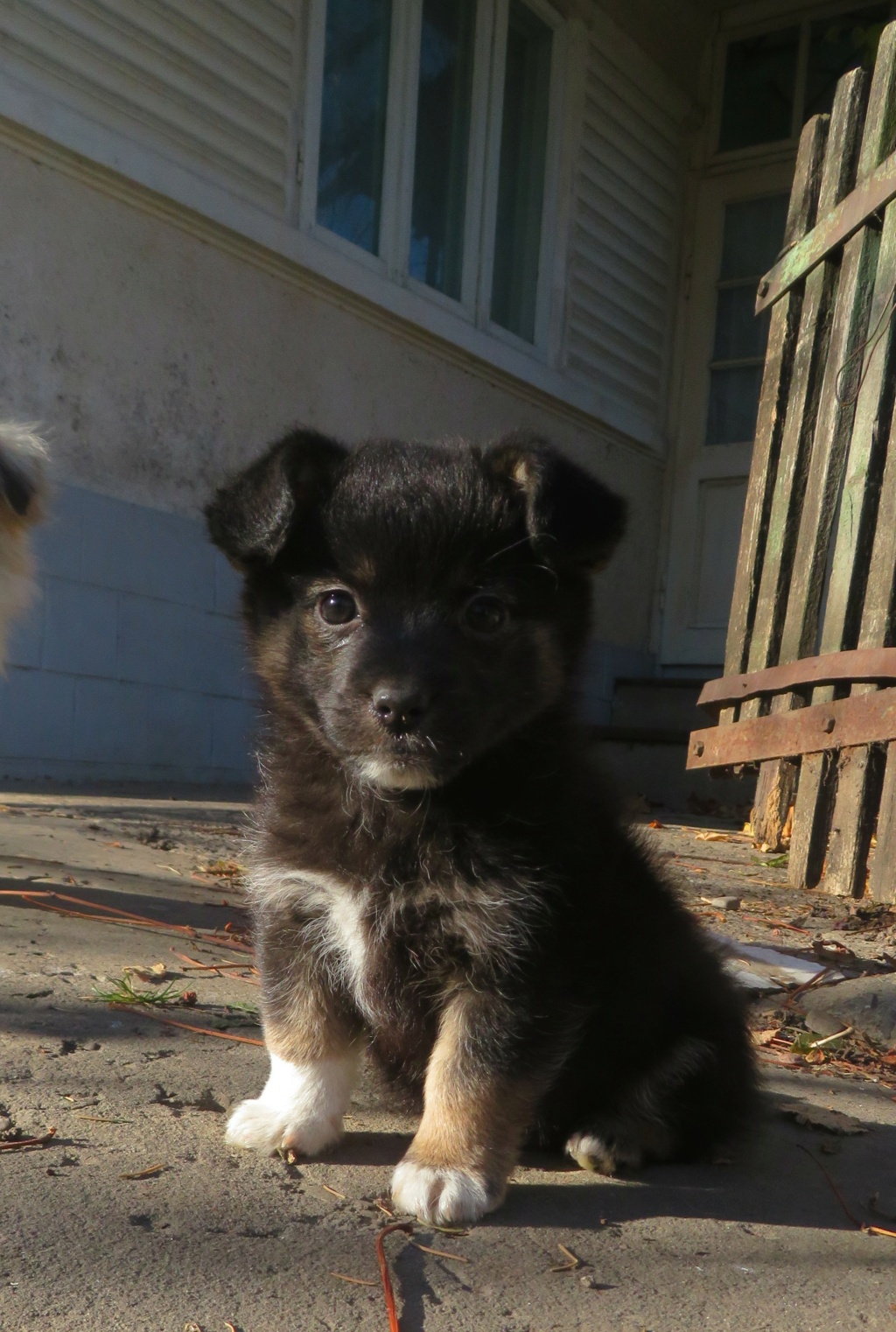 SMARTIES (ex BOULET) - chiot mâle, de petite taille à l'âge adulte - né environ en août 2021 - en FA chez Emilie (Roumanie) - Adopté par Marina (83)  Boulet19