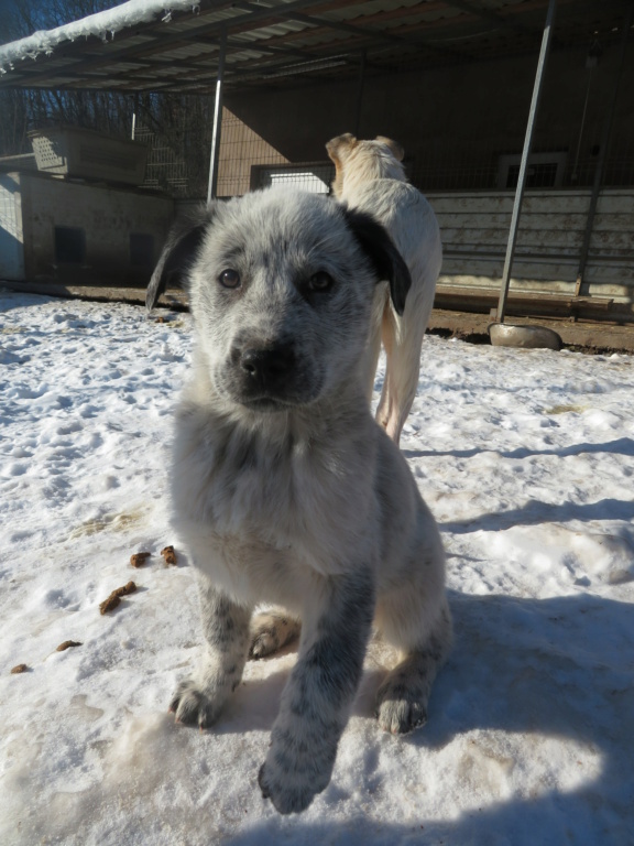 BRASKA - chiot femelle, de taille moyenne à l'âge adulte - née environ en mi-octobre 2020 - REMEMBER ME LAND - Adopté par Natacha (Belgique)  Braska24