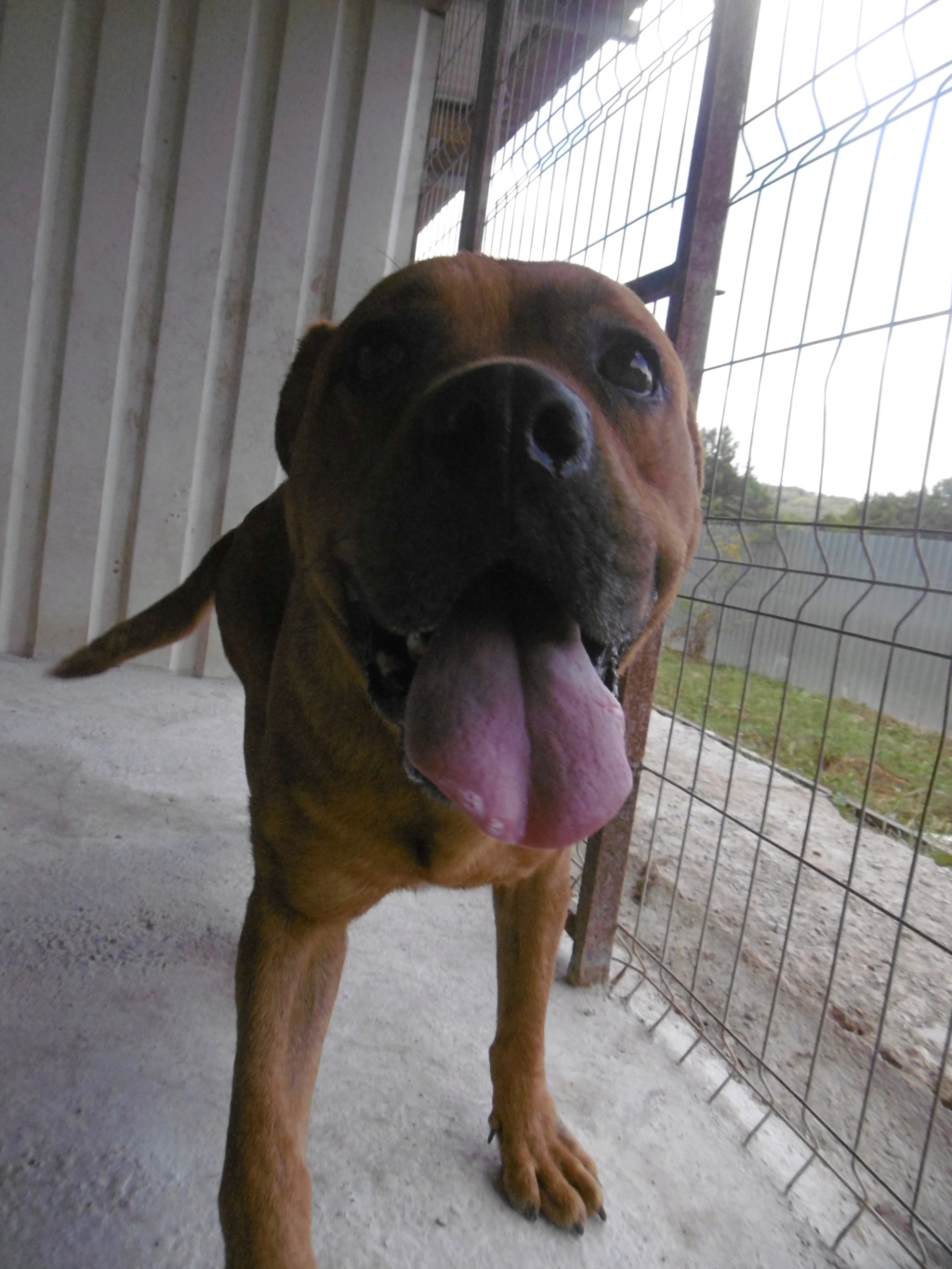 BRITNEY - femelle croisée Dogue de Bordeaux - grande taille -  née en 2011 - REMEMBER ME LAND - ADOPTEE EN ROUMANIE Britne14