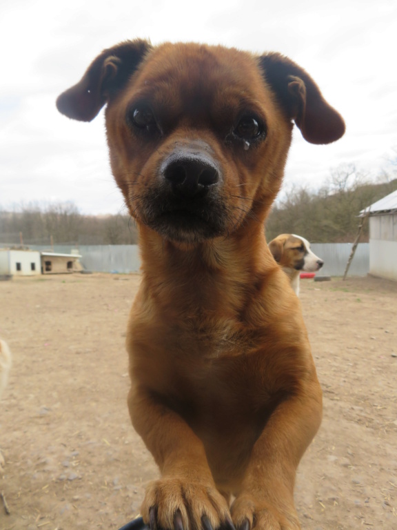 BULL - mâle, typé staffie, de petite taille - né environ en novembre 2019 (fourrière de Roman) - REMEMBER ME LAND - En FA chez Joan (42) - ADOPTE PAR MARISA (36) Bull_114