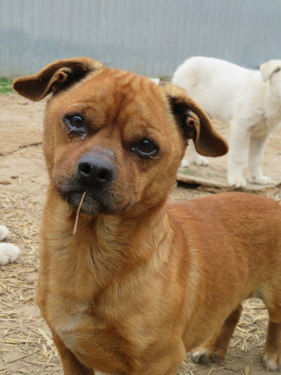 BULL - mâle, typé staffie, de petite taille - né environ en novembre 2019 (fourrière de Roman) - REMEMBER ME LAND - En FA chez Joan (42) - ADOPTE PAR MARISA (36) Bull_611