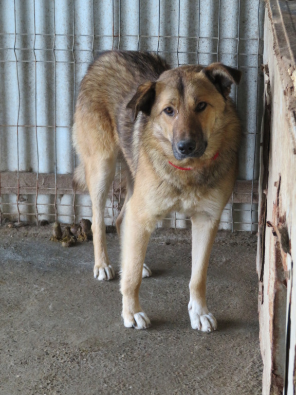 BUSH !! plus de 3 ans de box !! mâle typé berger allemand, de taille moyenne à grande - né en mars 2020 - REMEMBER ME LAND Bush_410