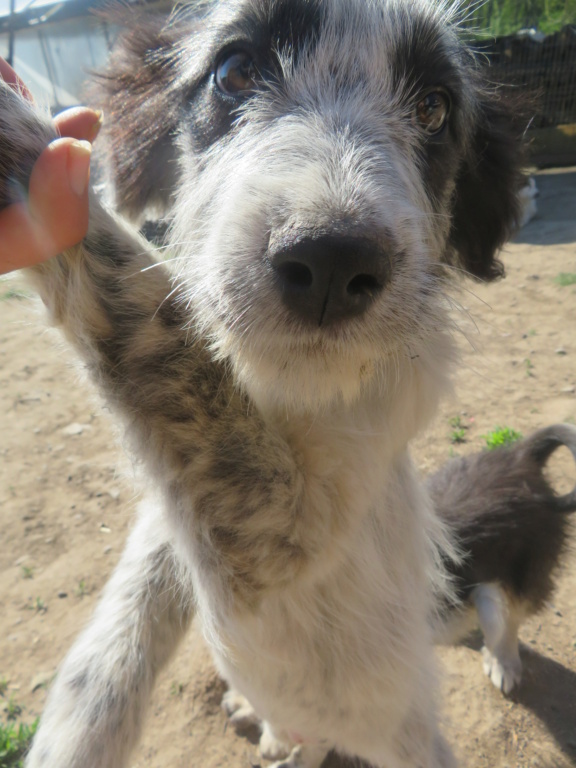 EASY (ex BUZZIE) - chiot femelle, de taille petite à moyenne à l'âge adulte - née environ en janvier 2021 - Adoptée par Félix et Jessica (28) Buzzie16