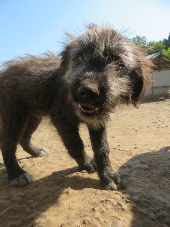 STRUDEL (ex CABOT) - chiot mâle, de taille moyenne à grande à l'âge adulte - né environ en avril 2021 - REMEMBER ME LAND - Adopté par Lucas (68)  Cabot_17