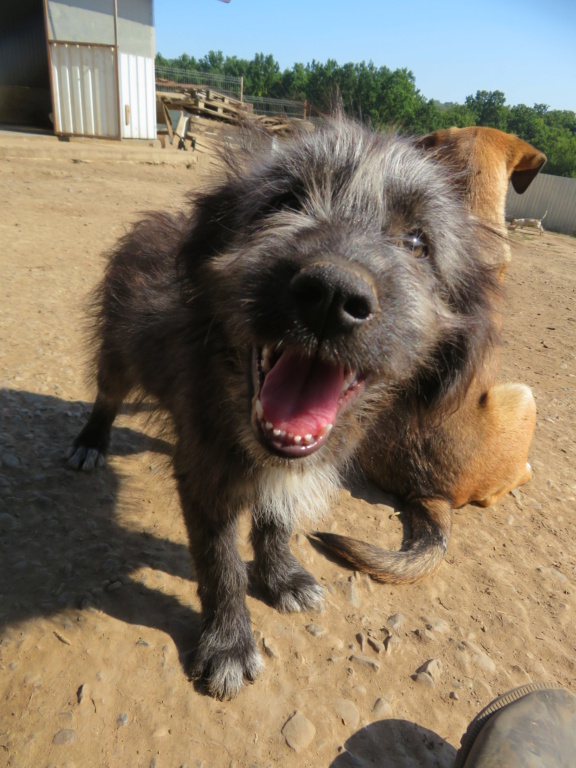 STRUDEL (ex CABOT) - chiot mâle, de taille moyenne à grande à l'âge adulte - né environ en avril 2021 - REMEMBER ME LAND - Adopté par Lucas (68)  Cabot_21