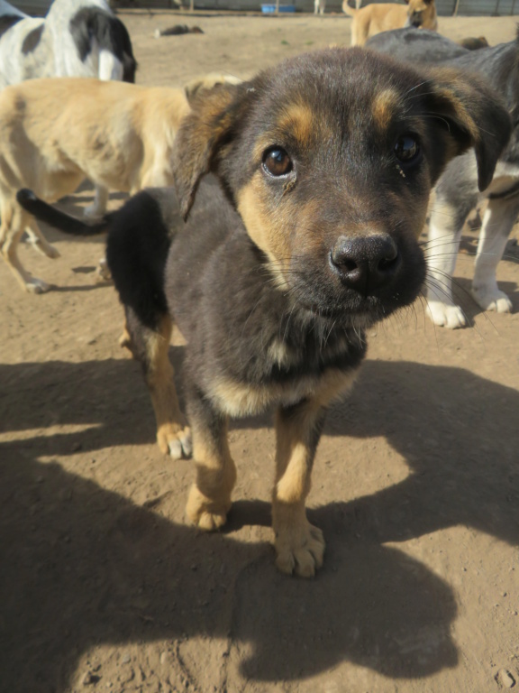 CERES - chiot femelle, de taille moyenne à l'âge adulte - née environ en juin 2021 - En FA chez Corinne (67) - adoptée par Deborah (68) Ceres_21