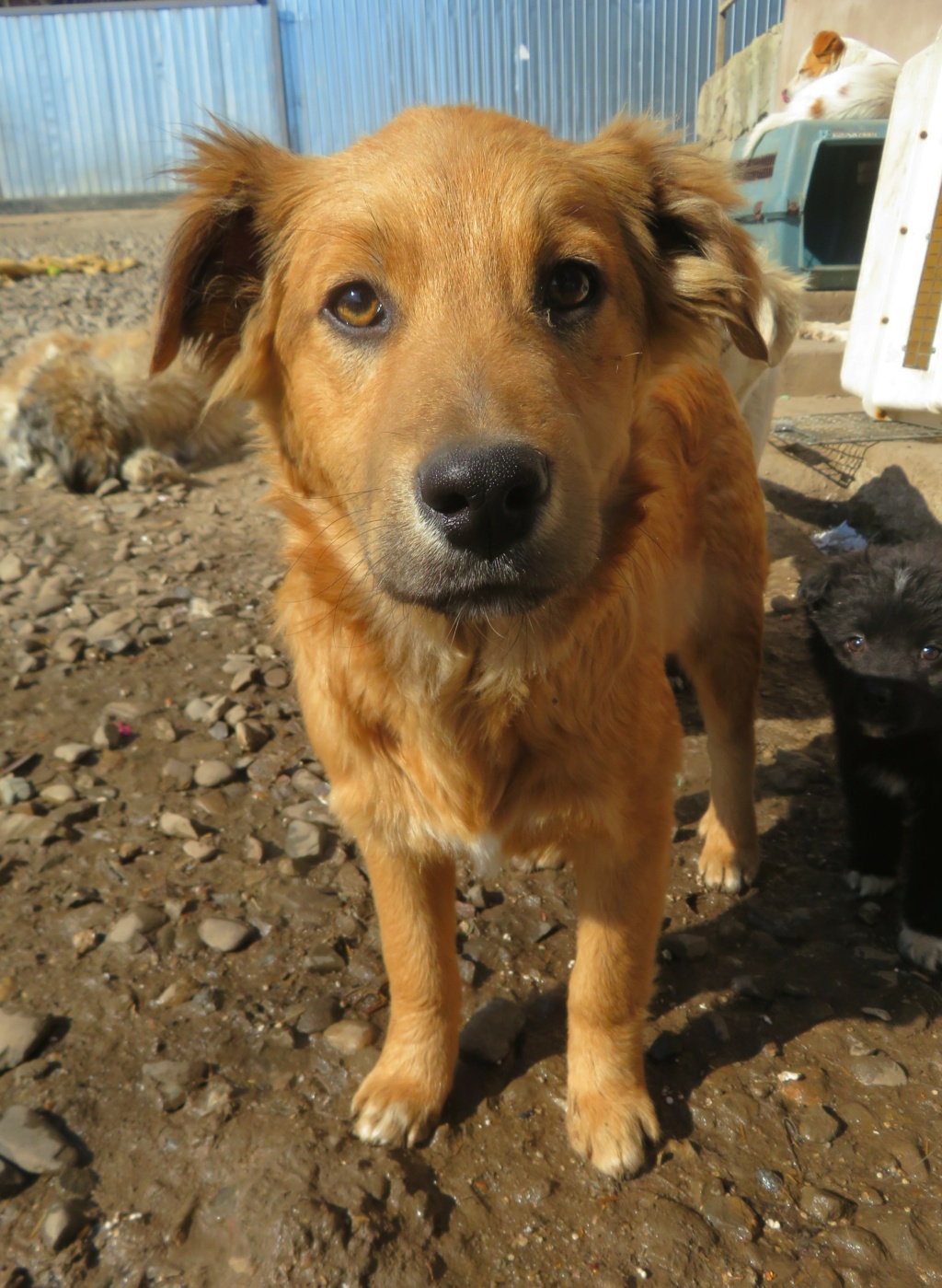 CHARLIE (ex CEVENOL) - chiot mâle, de taille moyenne à l'âge adulte - né environ en octobre 2021 - REMEMBER ME LAND - Adopté par Morgane (75)  Ceveno16