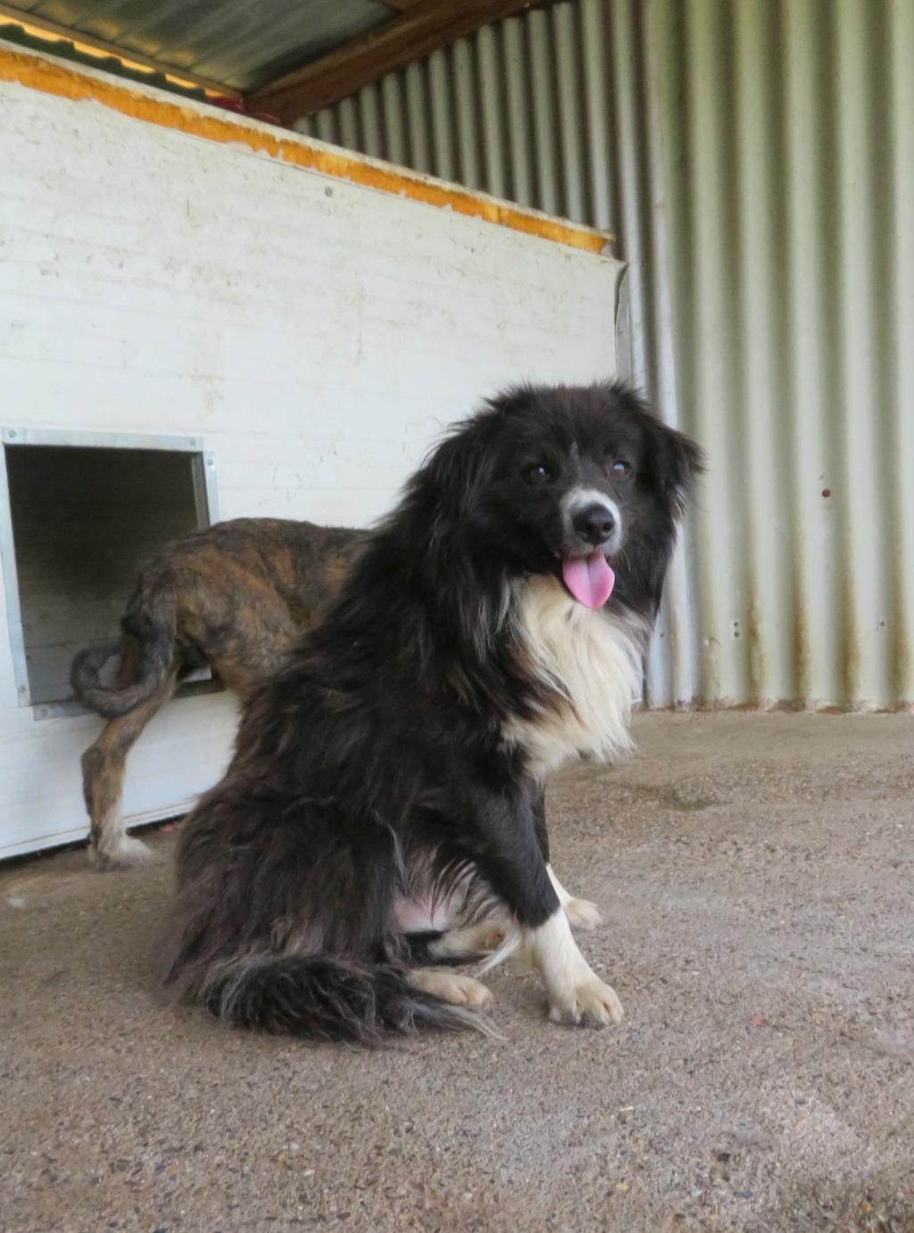 ROMEO (ex CHAMAN) - mâle, de taille petite à moyenne, né environ en juin 2020 - REMEMBER ME LAND - Adopté par Mathilde (Belgique)  Chaman17