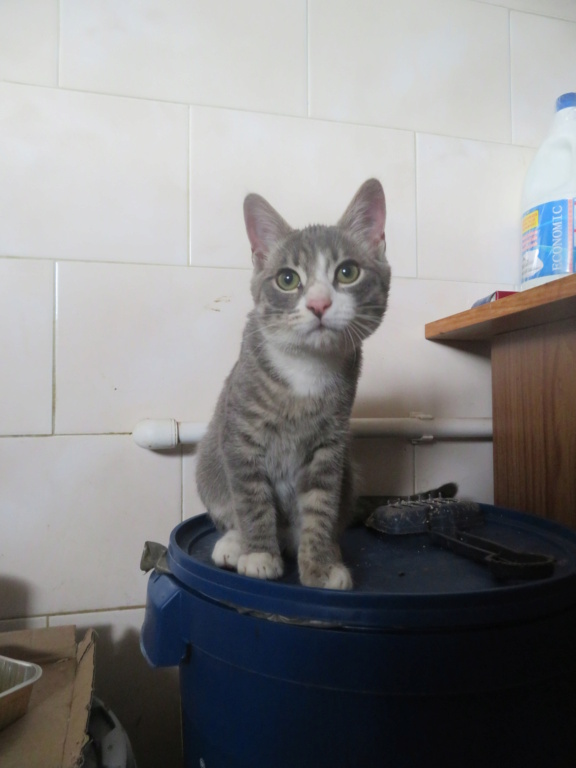 CHATTERTON - chaton mâle, né environ en janvier 2021 - REMEMBER ME LAND - ADOPTE PAR MAGALI (92) Chatte19