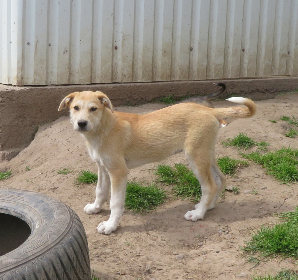 BONNIE (ex CHENNAI) - chiot femelle, de taille moyenne à l'âge adulte - née environ en fin janvier 2021 - Adoptée par Mathilde (Belgique)  Chenna13