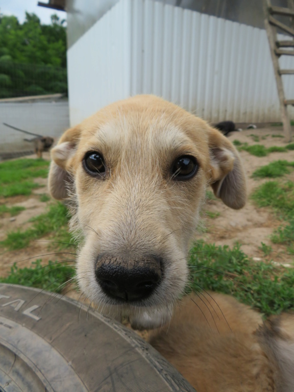 BONNIE (ex CHENNAI) - chiot femelle, de taille moyenne à l'âge adulte - née environ en fin janvier 2021 - Adoptée par Mathilde (Belgique)  Chenna14