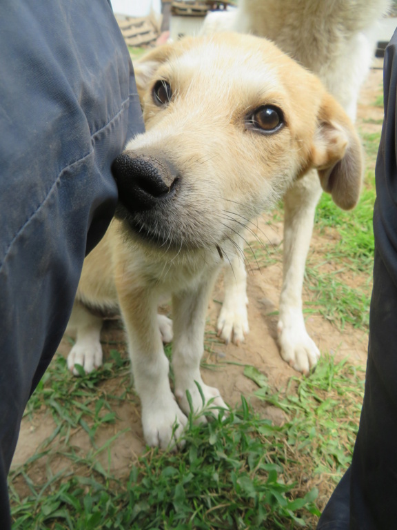 BONNIE (ex CHENNAI) - chiot femelle, de taille moyenne à l'âge adulte - née environ en fin janvier 2021 - Adoptée par Mathilde (Belgique)  Chenna20