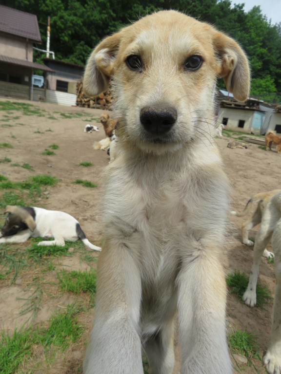 BONNIE (ex CHENNAI) - chiot femelle, de taille moyenne à l'âge adulte - née environ en fin janvier 2021 - Adoptée par Mathilde (Belgique)  Chenna21